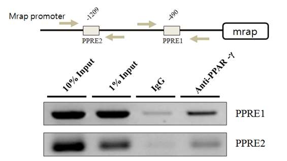 PPARγ 항체를 이용한 Mrap 프로모터의 ChIP 분석