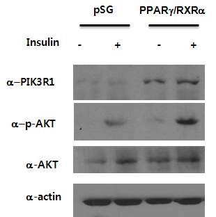 PPARγ 과발현에 의한 인슐린을 매개하는 Akt 단백질 발현 조사