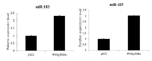 PPARγ 과발현에 의한 miR-143과 miR-107 발현 조사