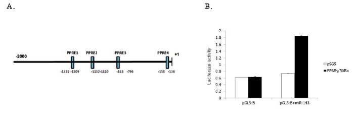 miR-143 프로모터의 PPARγ/RXRα에 의한 전사활성 조사