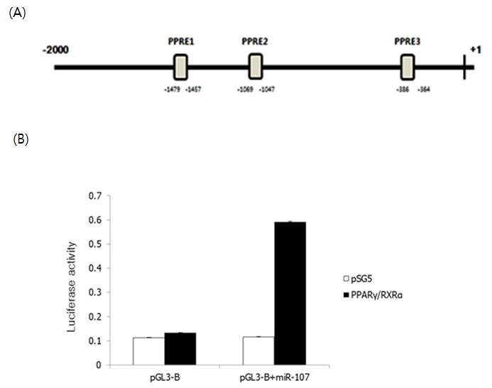 PPARγ/RXRα에 의한 miR-107 프로모터의 전사활성 조사