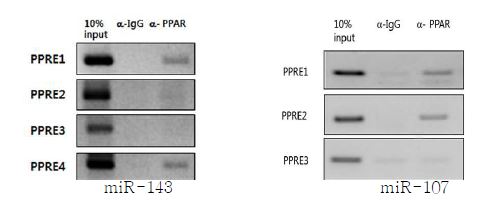 PPARγ 항체에 반응하는 miR-143과 miR-107 프로모터의 chromatin immunoprecipitation (ChIP) 조사