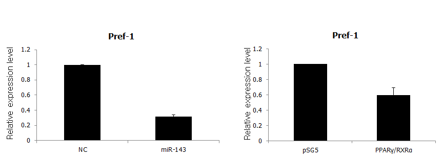 miR-143과 PPARγ 과발현에 의한 pref-1 발현 조사