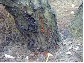 복숭아유리나방 피해 나무