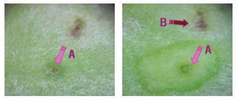 노린재류 구침 가해 부위(A) 및 세균구멍병 이병 진행상황(B)