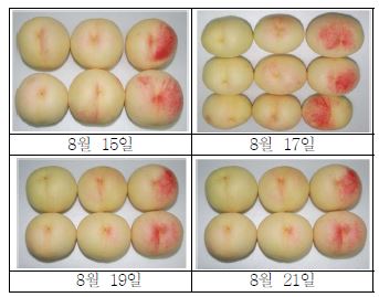 미백도 품종에서 수확 시 과피의 착색 정도