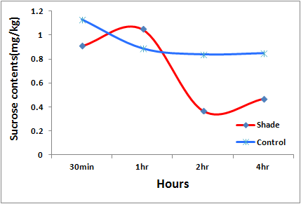 차광정도에 따른 엽내 sucrose 함량 변화