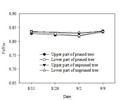무전정과 전정 처리된 ‘장호원황도’ 복숭아나무 잎의 수관 내 위치별 잠재 양자 수율(Fv/Fm).