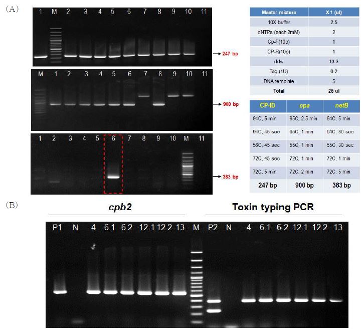 Clostridium perfringens의 동정 및 독소유전자 PCR 결과