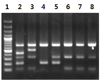 4종의 Salmonella subspecies Multiplex PCR.