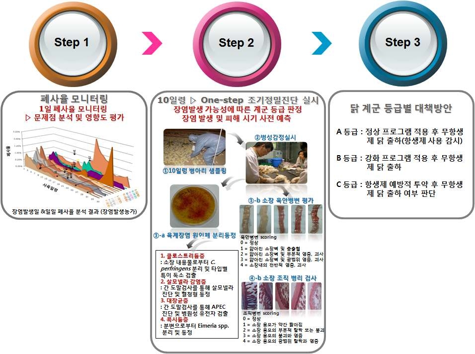 육계 괴사성장염 조기정밀진단시스템 활용 모식도