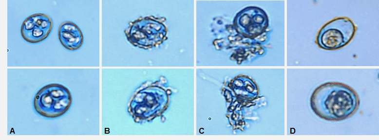 소독제 평가에 따른 콕시듐 원충의 성상