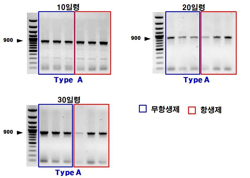 C. perfringens 병원형 결정. cpa toxin을 함유하는 Type A로 동정