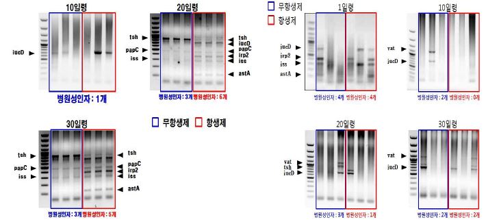 1차, 2차 괴사성장염 발생조사에서 검출된 E. coli의 병원형 결정