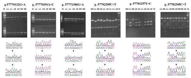 Detection of single nucleotide polymorphisms with RFLP and AS-PCR analyses.
