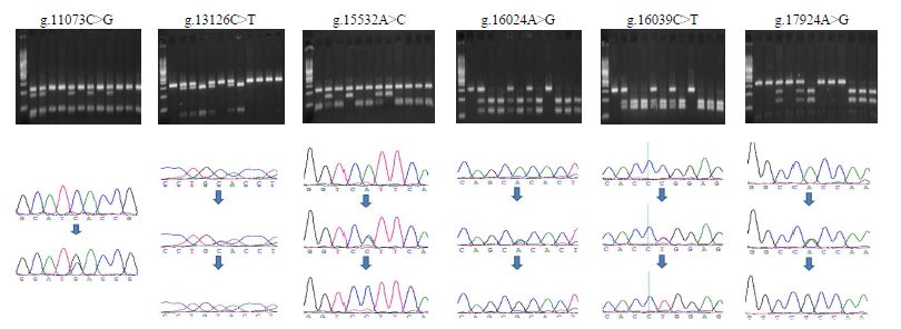 Confirmation of single nucleotide polymorphism using restriction enzymes CviAII (g.11073C>G), HpyCH4V (g.13126C>T), AvaII (g.15532A>C), HhaI (g.16024A>G), NciI (g.16039C>T), and MscI (g.17924A>G).