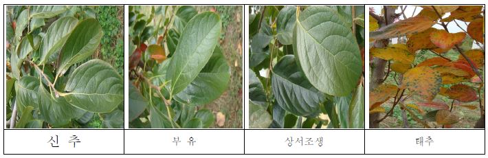 주요 단감 품종의 모무늬낙엽병 발생 상태