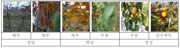 주요 감 품종의 지역별 모무늬낙엽병 발생 상태