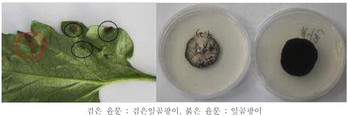 그림 64. 토마토 잎에서 발생한 검은잎곰팡이병 병징(좌) 및 순수배양(우).