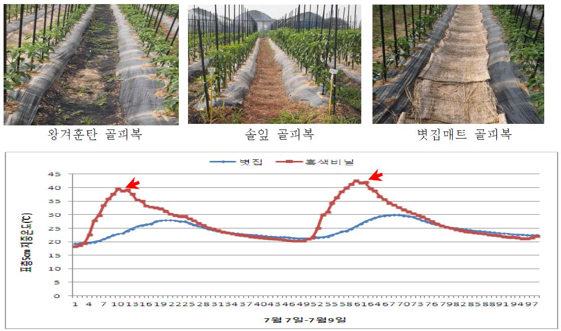 그림 16. 유기농 고추 유묘 뿌리활착을 위한 유기물 골 피복에 의한 지중 온도 상승 효과