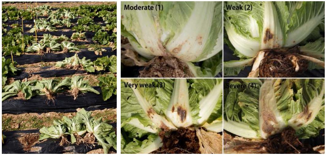 그림 28. 가을배추 품종별 밑둥썩음병 저항성 포장평가.