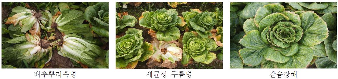 그림 37 저항성품종과 토양개량제를 활용한 배추뿌리혹병 경감효과