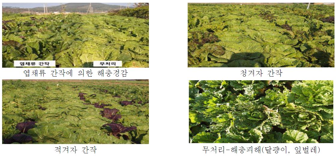 그림 42. 서산지역 엽채류 간작에 의한 유기농 배추 주요해충 피해 경감효과