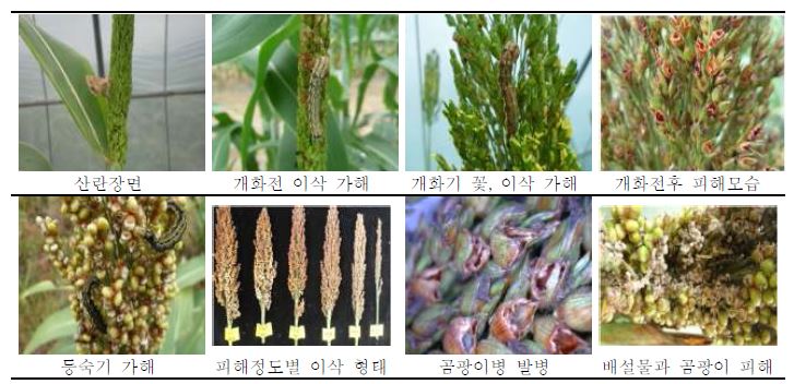 왕담배나방에 의한 수수 피해증상