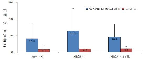 수수 이삭에 약제 살포 시기별 왕담배나방 피해율 및 불임 정도