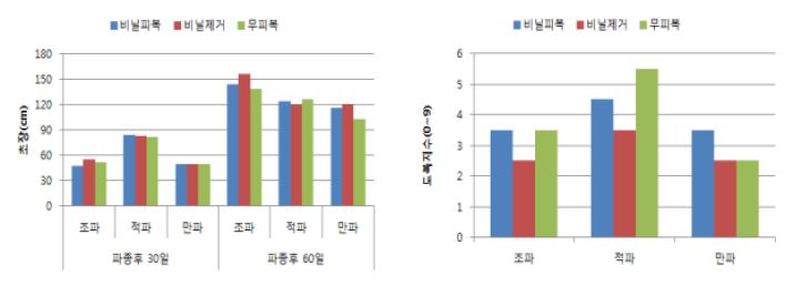 파종시기 및 표토관리별 조 생육단계별 초장 및 도복지수