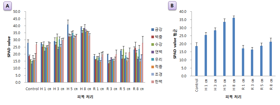 피복량별 국산밀 8품종의 엽록소 함량; A는 품종별 피복처리에 따른 비교이며, B 는 각각의 피복처리에 해당하는 8개 품종의 평균값으로 비교한 그래프 (H : 헤어리베치, R : 호밀)