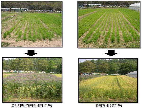 재배 방법별 국산밀 8품종의 생육 모습 (2011년 파종, 위; 4월 28일 이미지, 아래; 6월 8일 이미지)