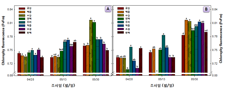 국산밀 8품종의 엽록소 함량 (A; 관행재배, B; 유기재배)