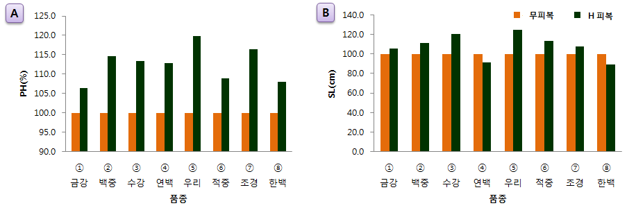 국산밀 8품종의 5월 6일 조사한 초장 (A), 수장 (B)를 무피복 기준으로 100% 환산한 결과