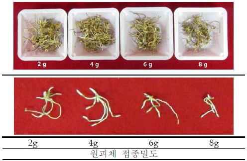 접종밀도별 원괴체 비교