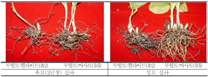 용토별 유묘(2년생) 및 성묘 신아 비교