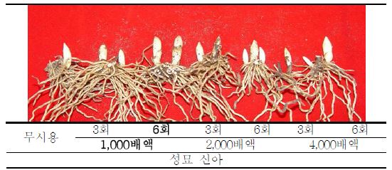 4종복비 시용 시 신아 비교