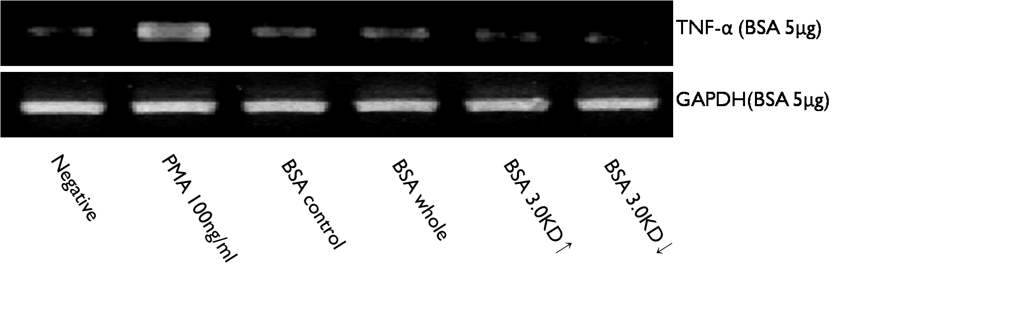 HMC-1 cell에 BSA를 5μg 처리하였을 경우 발현되는 TNF-α.