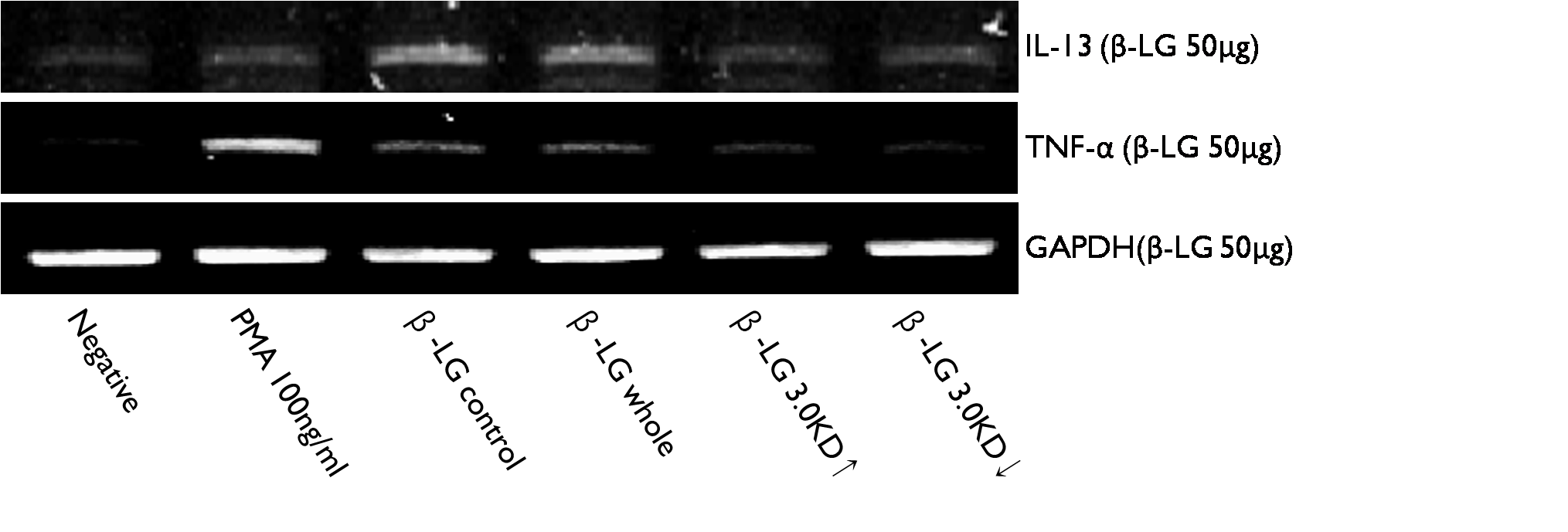 RBL-2H3 cell에 α-Lactoglobulin을 50μg 처리하였을 경우 발현되는 TNF-α, IL-13