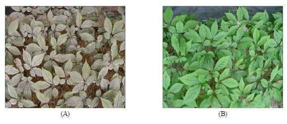 석회보르도액 처리구와 화학처리구의 인삼 잎 비교