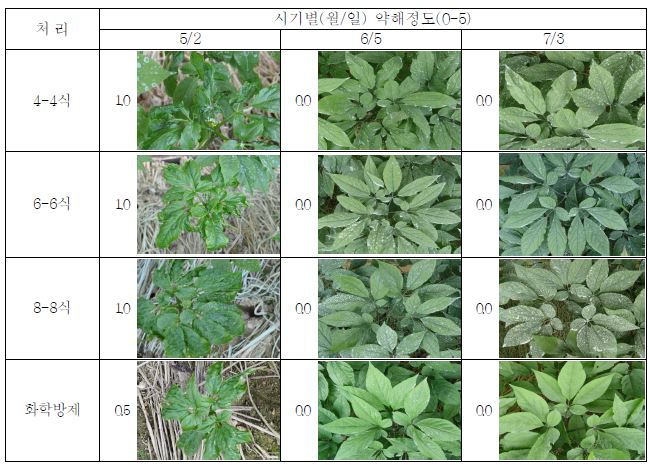 석회보르도액 처리에 따른 4년생 인삼의 약해