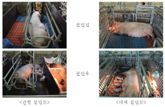 관행 분만틀과 대체 분만틀에서 분만 전후 모돈의 자세 변화