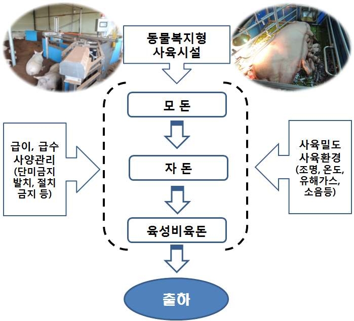 동물복지형 양돈시설 모델