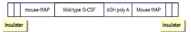 G-CSF 발현 벡터