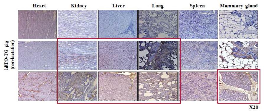 hEPO 형질전환돼지와 일반돼지 장기별 조직에서의 hEPO 발현 양상