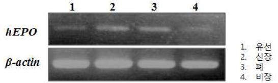 RT-PCR analysis of hEPO mRNA in hEPO transgenic lactating stage pig organic cells.