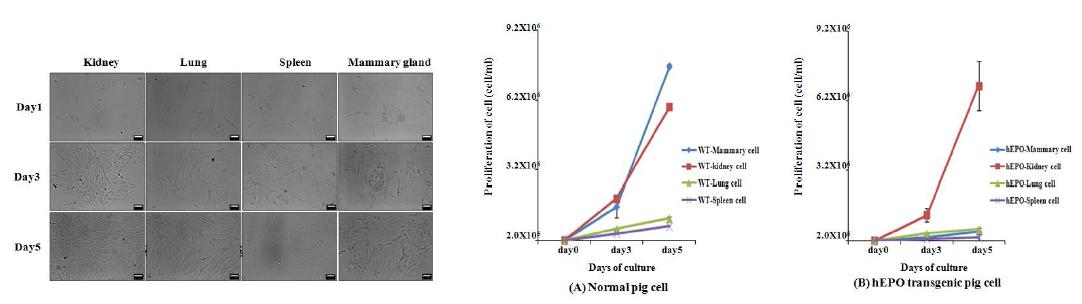 hEPO 형질전환돼지 유래 세포의 배양 증식 변화