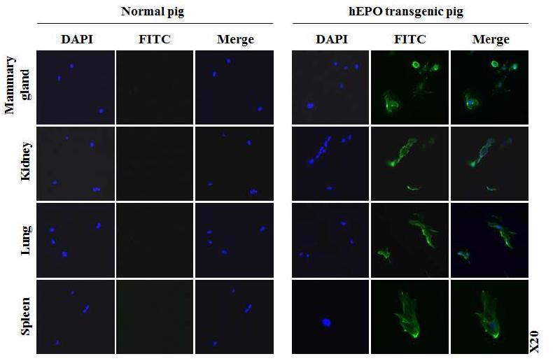 Expression of hEPO protein in primary cell of TG pig and WT pig