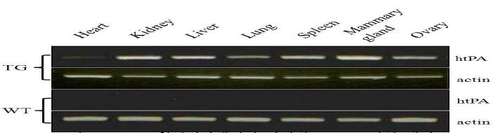 htPA 형질전환돼지의 장기별 mRNA 발현 패턴