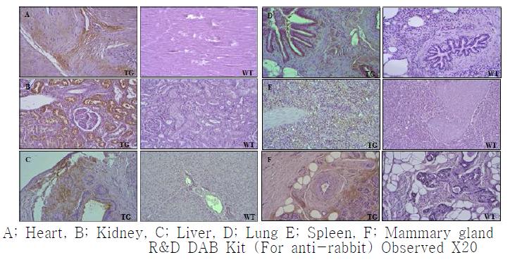 htPA 형질전환돼지 유래 장기 조직에서의 htPA 발현